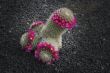 Blossoming cactus,