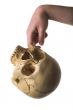 skull in the hand