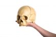 skull on the hand