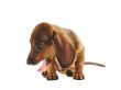 Yawning dachshund