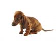 Brown dachshund