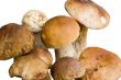 Bunch of edible mushrooms isolated