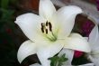 Beautiful white lily