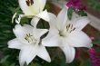 Bunch of white lilies