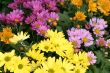 floral background