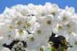 Background from spring florets.