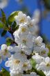 Spring flowers.