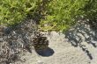 Pine cone lonely on sand