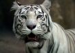 White tiger
