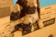 Small pugs