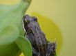 Frog  on the plant