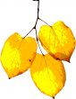 bright yellow leaves