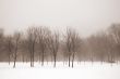 Misty winter landscape