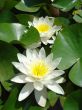 water flower