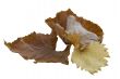 Autumn Leafs