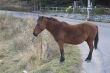 Brown horse