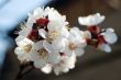 Apricot Blossom