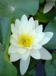 Water Lily