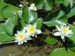 Water Lily