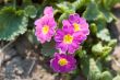 Purple Flower