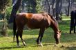 Young horse