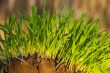 New Green Grass growing