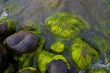 Sea stones with green moss