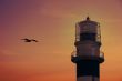 Lighthouse in sunset and flying Seagull