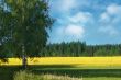 Birch-tree and field of rape