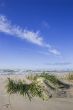 Seagrass after storm