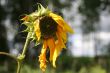 Old Sunflower