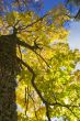 bright yellow maple leaves