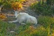 Mountain Goat resting in shade