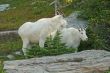 Mountain Goats