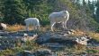 Mountain Goat with Kid