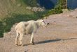 Mountain Goat