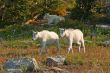 Mountain Goat Kids