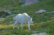 Mountain Goat