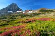 Alpine Meadows