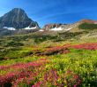 Alpine Meadows