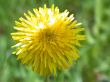 yellow blowball