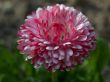 red daisy