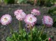 daisys