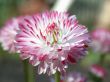 red daisy