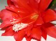 red flower