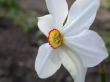narcissus