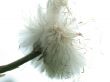 white dandelion on white