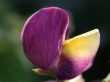 violet flower