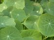 green leafs