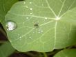 drop of water on leaf